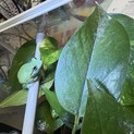 モリアオガエルの里親募集