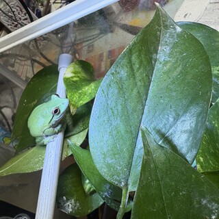 モリアオガエルの里親募集