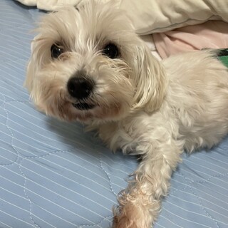 フレンドリーで甘えん坊なマルチーズの男の子