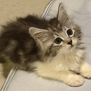 べったりなちびっ子