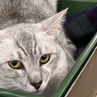サバ白 × 香川県が募集対象」保護猫の里親募集情報 :: ペットのおうち