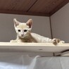 人馴れしてます！甘えん坊、猫団子で寝ます♡