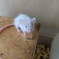 テディマウスベビー里親募集