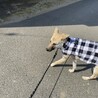 せな　女の子　一歩一歩乗り越えたよ サムネイル5