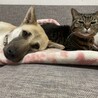 せな　女の子　一歩一歩乗り越えたよ サムネイル6