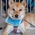 柴犬系雑種の女の子クミン