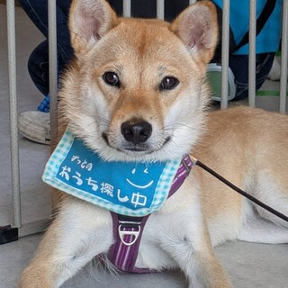 柴犬系雑種の女の子クミン