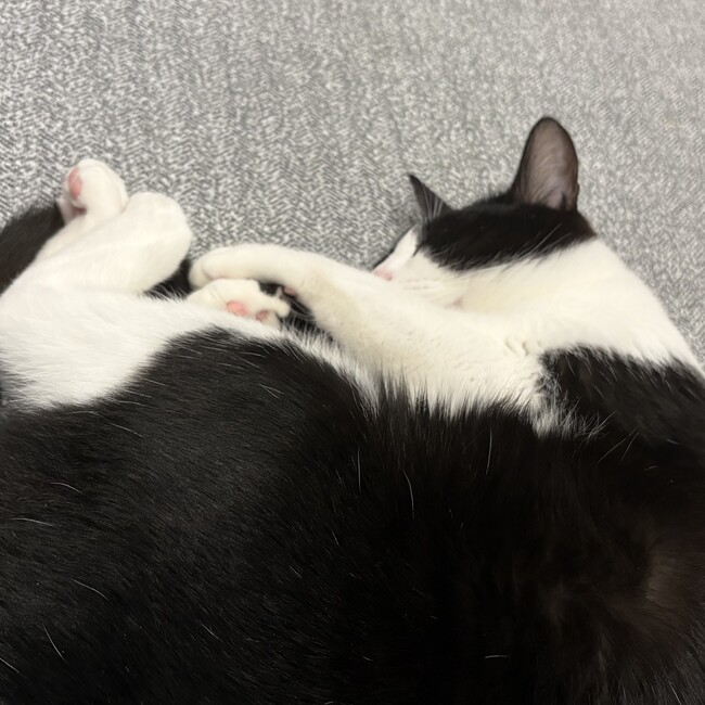 チョコえっぐのカバー写真