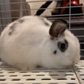 ロップイヤー 1歳