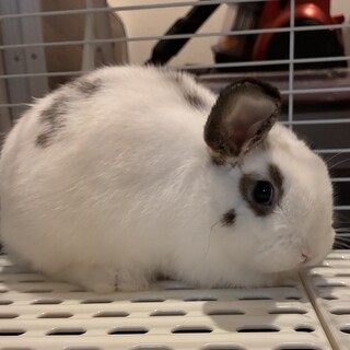 ロップイヤー 1歳
