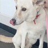 ちょっぴり怖がりですが、穏やかなゴン太くん サムネイル3