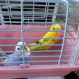 セキセイインコ2羽