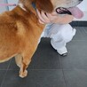 笑顔が眩しいガッツくん サムネイル7