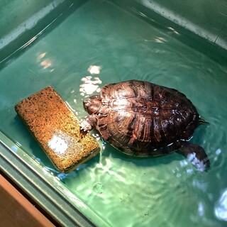 ミドリガメ里親募集