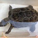 【緊急】クサガメの里親募集です。