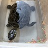 【緊急】クサガメの里親募集です。 サムネイル2