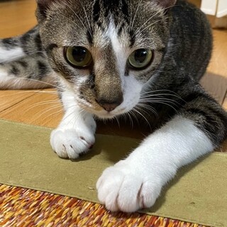ツンデレ　サバ白　シュリくん