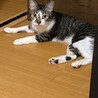 ツンデレ　サバ白　シュリくん サムネイル2