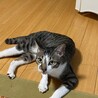 ツンデレ　サバ白　シュリくん