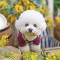 柚子彦