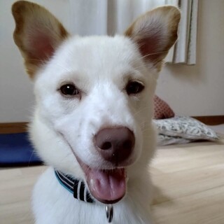 人も犬も大好き♡グリーンアイの【カルボくん】