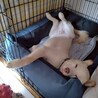 人も犬も大好き♡グリーンアイの【カルボくん】