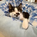 末広がりの食いしん坊♥ハチワレとき君
