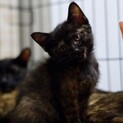 魅力的な柄のサビ猫ちゃん
