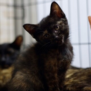 魅力的な柄のサビ猫ちゃん