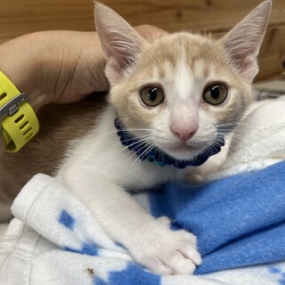 交渉中です。ルンバ猫あげぱん君