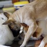 やんちゃな元野犬の女の子