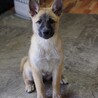 やんちゃな元野犬の女の子