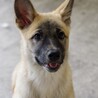 やんちゃな元野犬の女の子