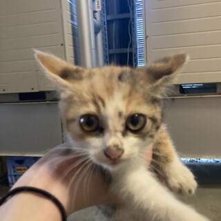 母猫不在の子猫