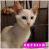 里親決定。ミルクちゃん譲渡会参加 サムネイル4