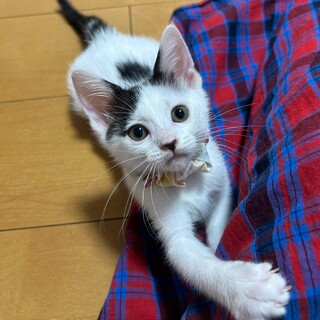 好奇心旺盛で人馴れ抜群！♡かがやきちゃん