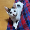 好奇心旺盛で人馴れ抜群！♡かがやきちゃん サムネイル2