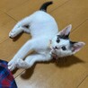 好奇心旺盛で人馴れ抜群！♡かがやきちゃん サムネイル3