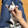 好奇心旺盛で人馴れ抜群！♡かがやきちゃん サムネイル5