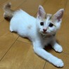 人馴れは◎だけどちょっぴりビビり★はくたかくん サムネイル2
