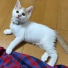 人馴れは◎だけどちょっぴりビビり★はくたかくん サムネイル3