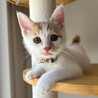 人馴れは◎だけどちょっぴりビビり★はくたかくん サムネイル4
