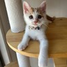 人馴れは◎だけどちょっぴりビビり★はくたかくん サムネイル5