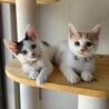 人馴れは◎だけどちょっぴりビビり★はくたかくん サムネイル6