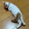 人馴れは◎だけどちょっぴりビビり★はくたかくん サムネイル7