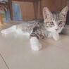控えめな性格のキジトラの男の子★チゲくん サムネイル4