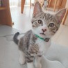 控えめな性格のキジトラの男の子★チゲくん サムネイル5