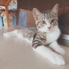 控えめな性格のキジトラの男の子★チゲくん サムネイル6