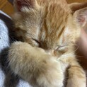 甘えん坊の茶トラ兄弟♪