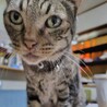 大人しくて甘えん坊な男の子★リョーマくん サムネイル2